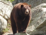 A local bear