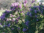 Lilac Bush 2012
