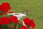 Hummingbird Feeding & Geraniums